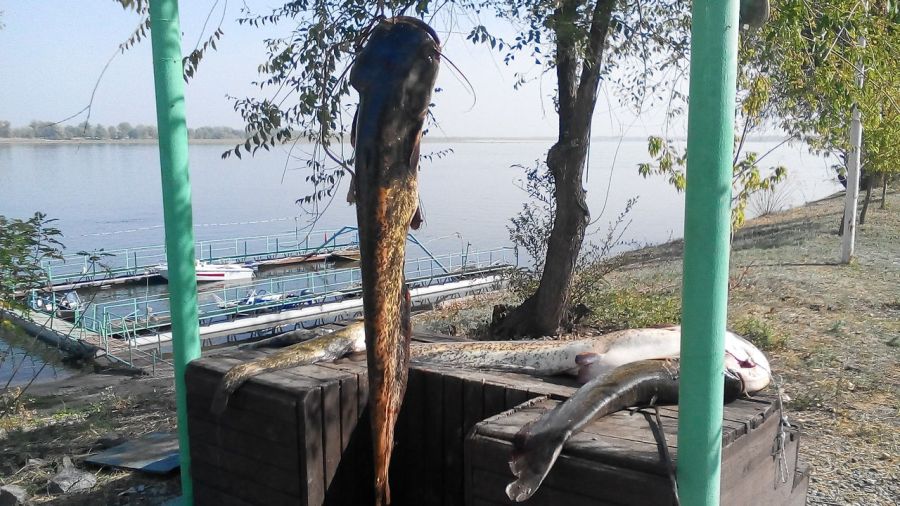 Рыболовная база «Найт Флайт Волга»